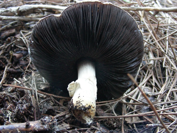 881 Dicembre vecchio ritrovamento